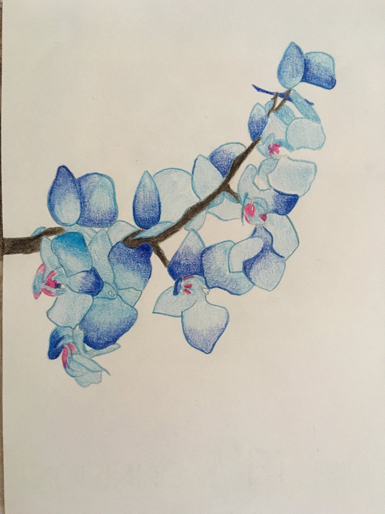 orchidea