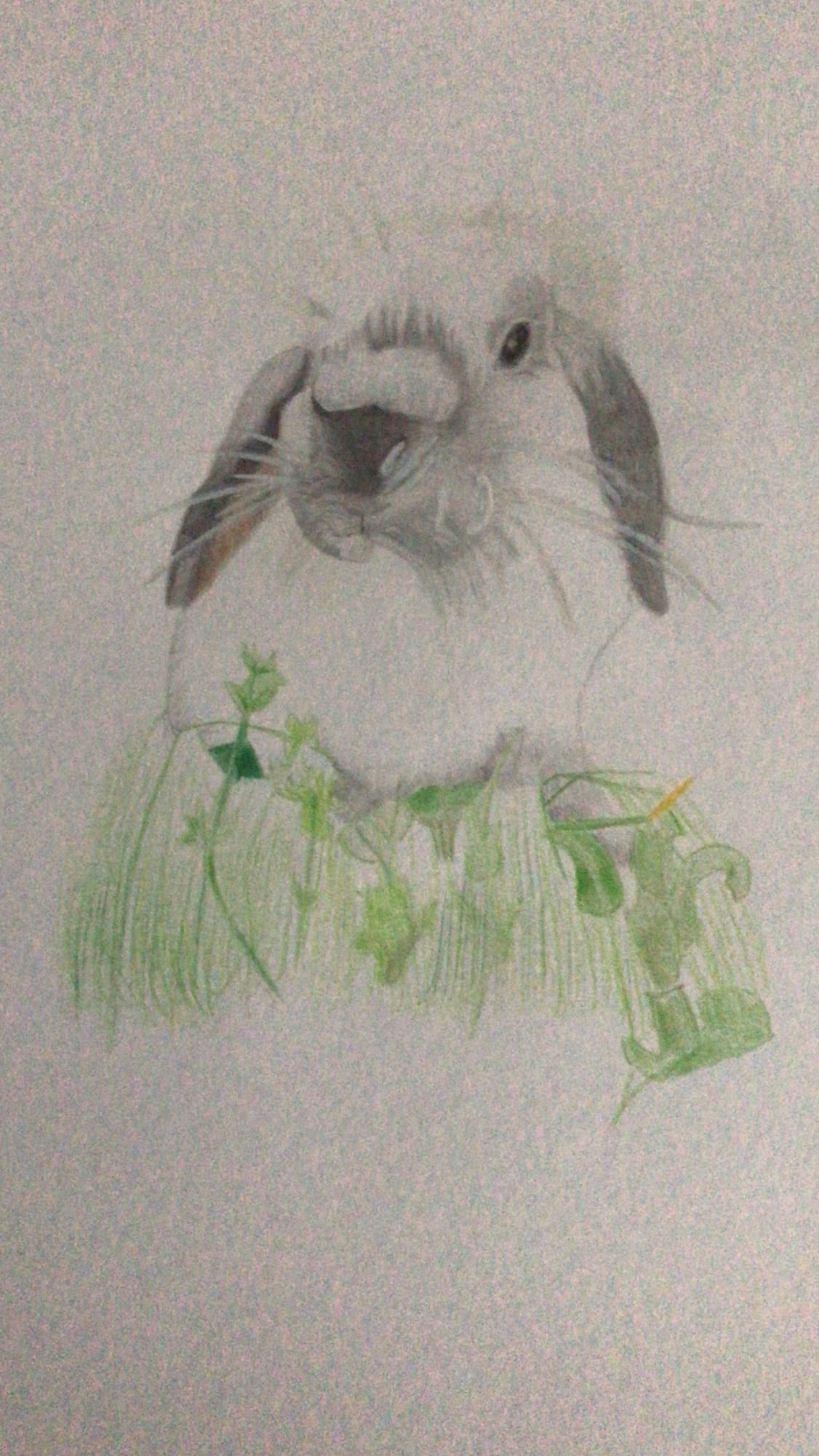 coniglietto